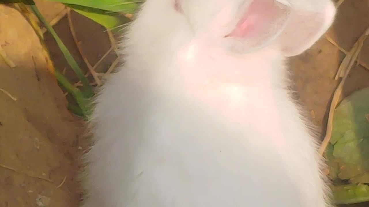 Cute carrot baby