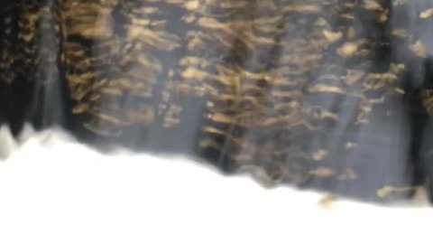 19.1 Gram GOLD NUGGET Pulled From Alaska River! 🏆🔥 Crazy Rob’s Wild Alaskan Adventures #GoldRush