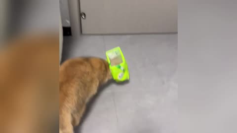 funny video try not to smile