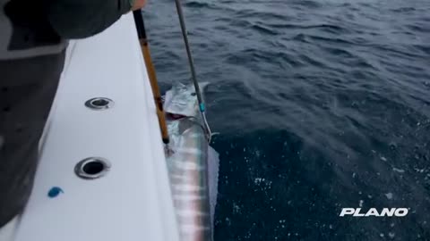 Searching for Massive Wahoo in Texas_part7