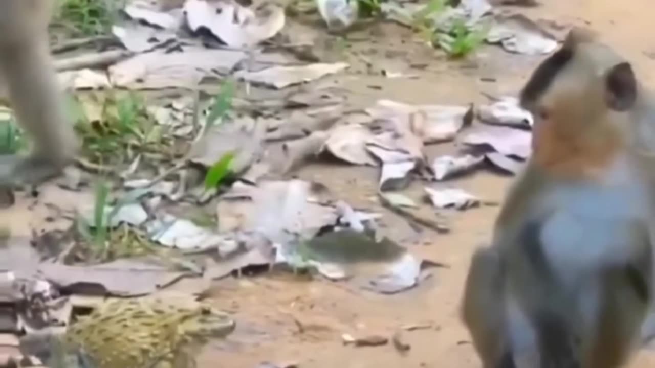 Monkey Lover - 00005 🤣🤣🤣