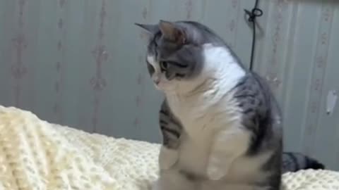 Cat reels