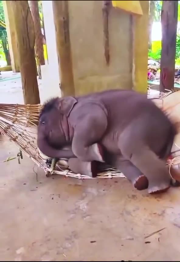 "Funny & Cute Elephant Naps – Must Watch!