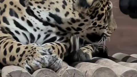 Majestic Big Cats