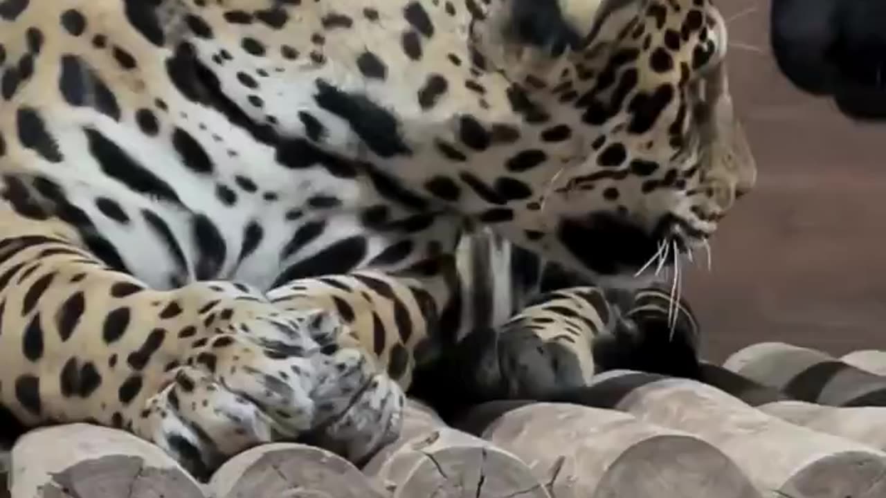 Majestic Big Cats
