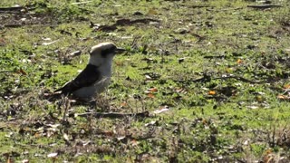 Kookaburra About at Jaya