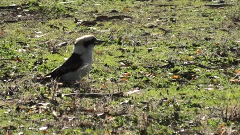 Kookaburra About at Jaya