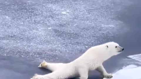 Polar Bear demonstrates how to get across thin ice
