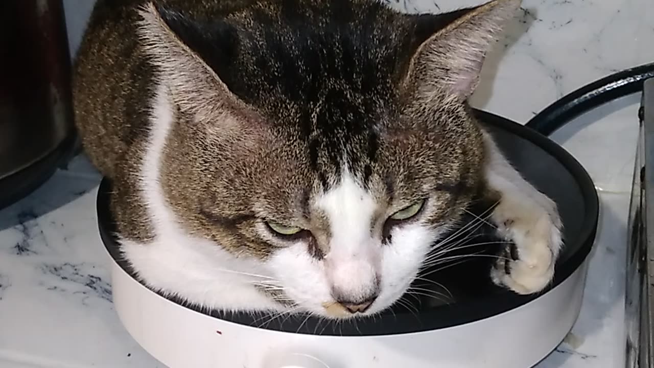 Cat Loves Resting On The Induction 😻