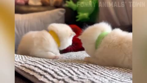 Funniest Cats and Dogs 🐶🐱 _ Funny Animal Videos #35