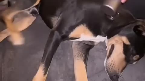 Dogs being idiots 2 : Found the right spot 🤣🐕 #funnydog #funnypet #cutedog #dog #funnyanimal