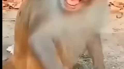 #funny videos
