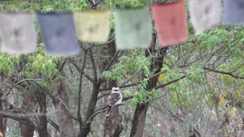 Kookaburra in Tree Relaxing at Jaya.