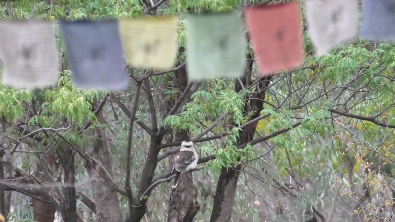 Kookaburra in Tree Relaxing at Jaya.