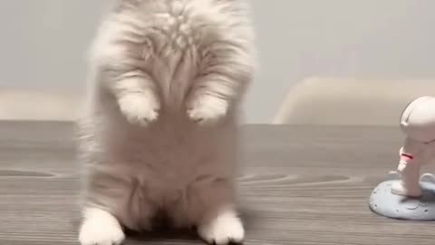 #kitty #cutecat #foryoupage #funnycat #cuteanimals