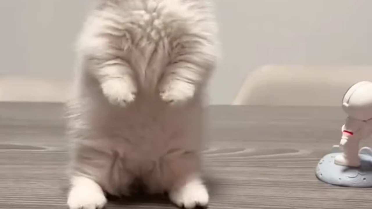 #kitty #cutecat #foryoupage #funnycat #cuteanimals