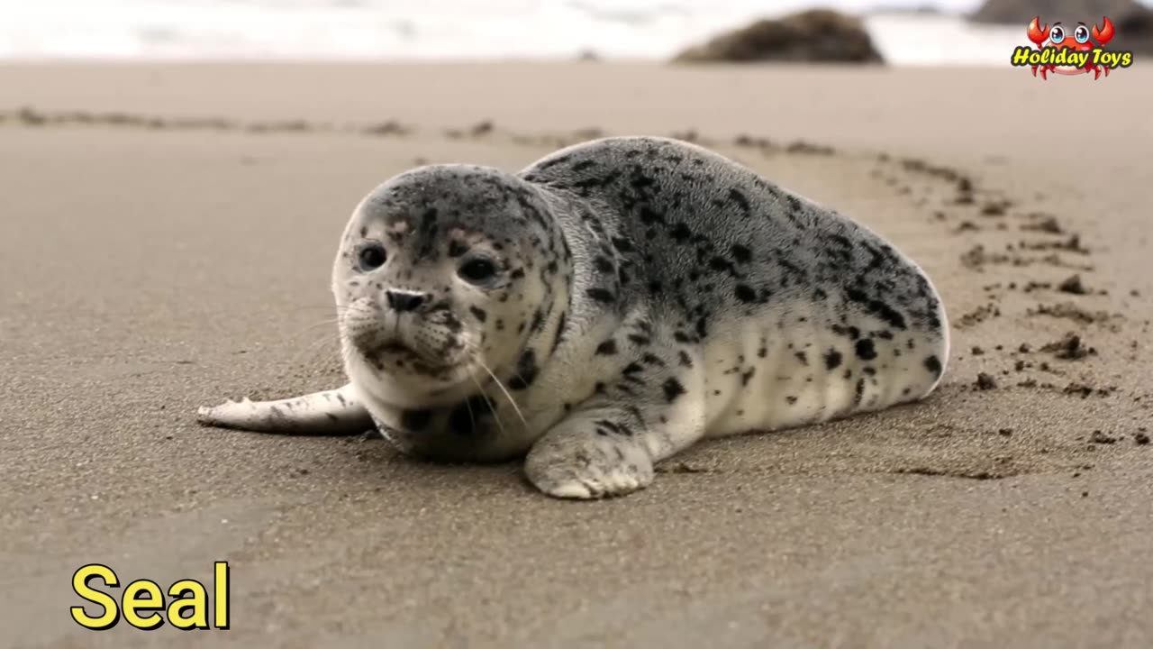 Saw Fish Scary with Long Snout in Deep Ocean