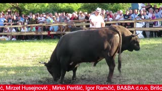 BiH MIX koride 2025