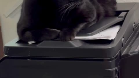 Cute Precious Piper is a Sweet Looking Secret Agent - Adopting a Cat from a Shelter Vlog #shorts