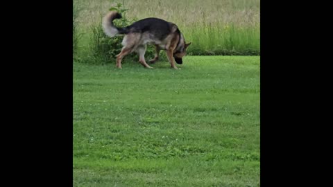 Virgil german shepherd.