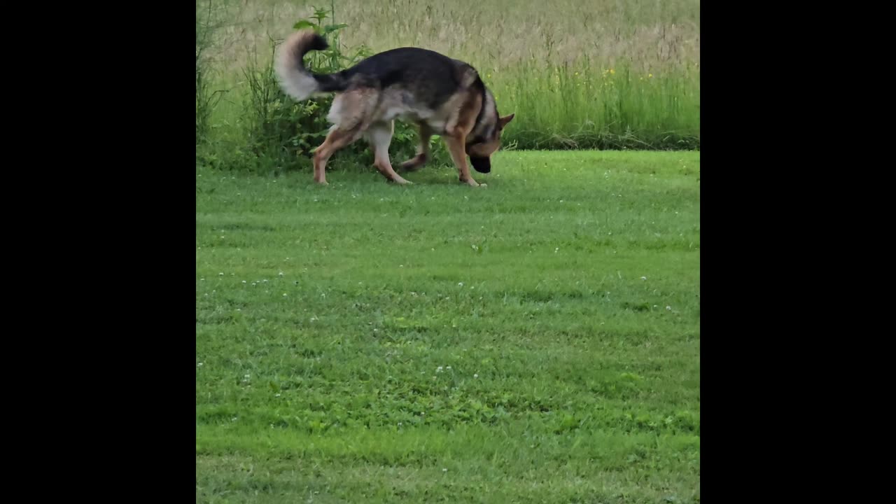 Virgil german shepherd.