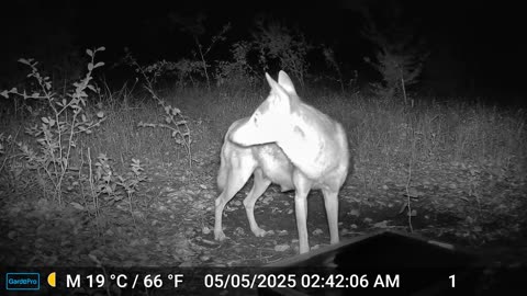 Coyote - Mother