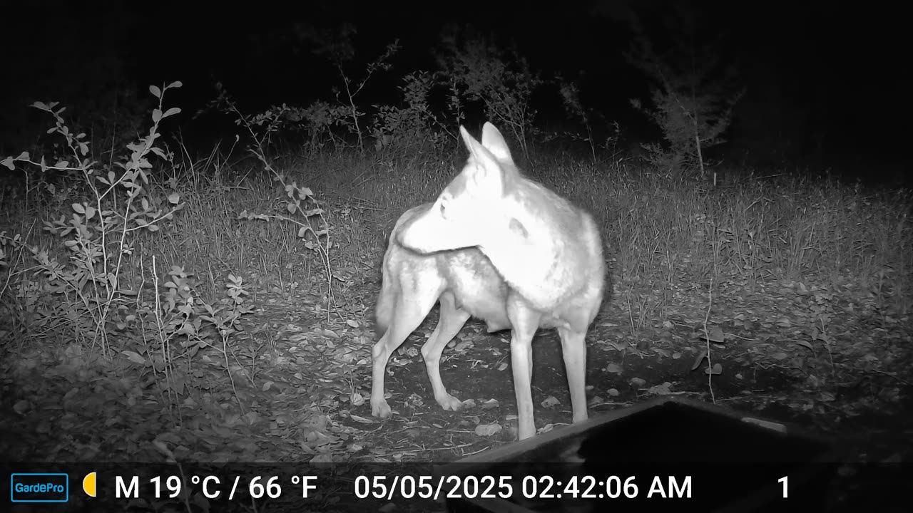 Coyote - Mother