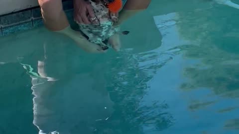 Spoiled Dachshund Gets Dipped in Cool Pool