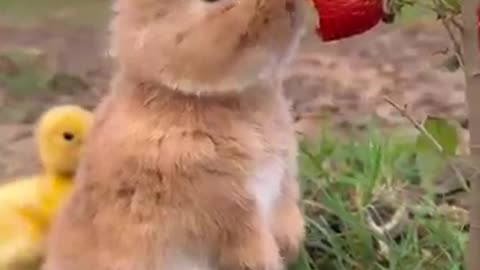 Little rabbit chirps, chirps, eats strawberries, cute pet, rabbit, cute little pastoral pet