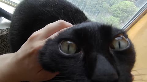 My pet cat vlog, his name is Heihei, 04/24, 2025,He enjoyed it very much ，#catvideo #asmr