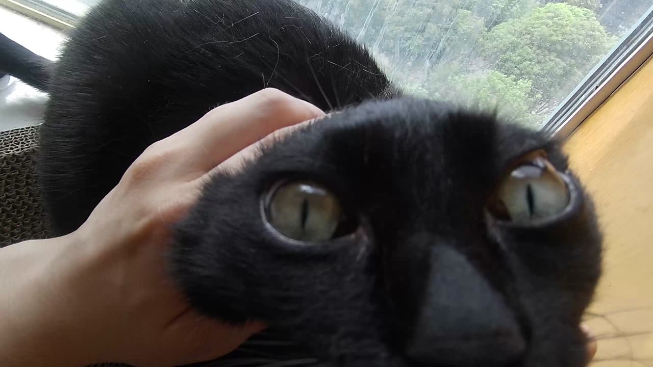 My pet cat vlog, his name is Heihei, 04/24, 2025,He enjoyed it very much ，#catvideo #asmr