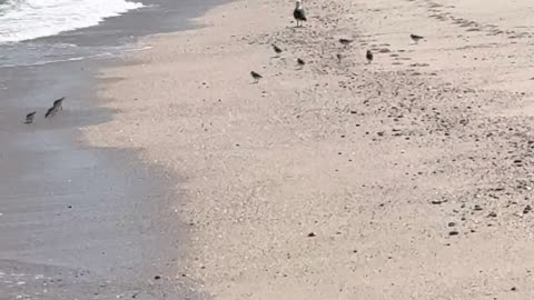 Managing Cholesterol and Triglycerides for Health III