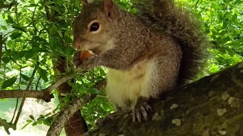 Mika The Squirrel climbed in the tree to eat her pecan