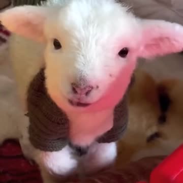 These are so much fun. Enjoy.