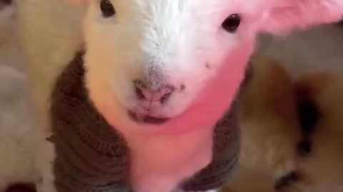 These are so much fun. Enjoy.