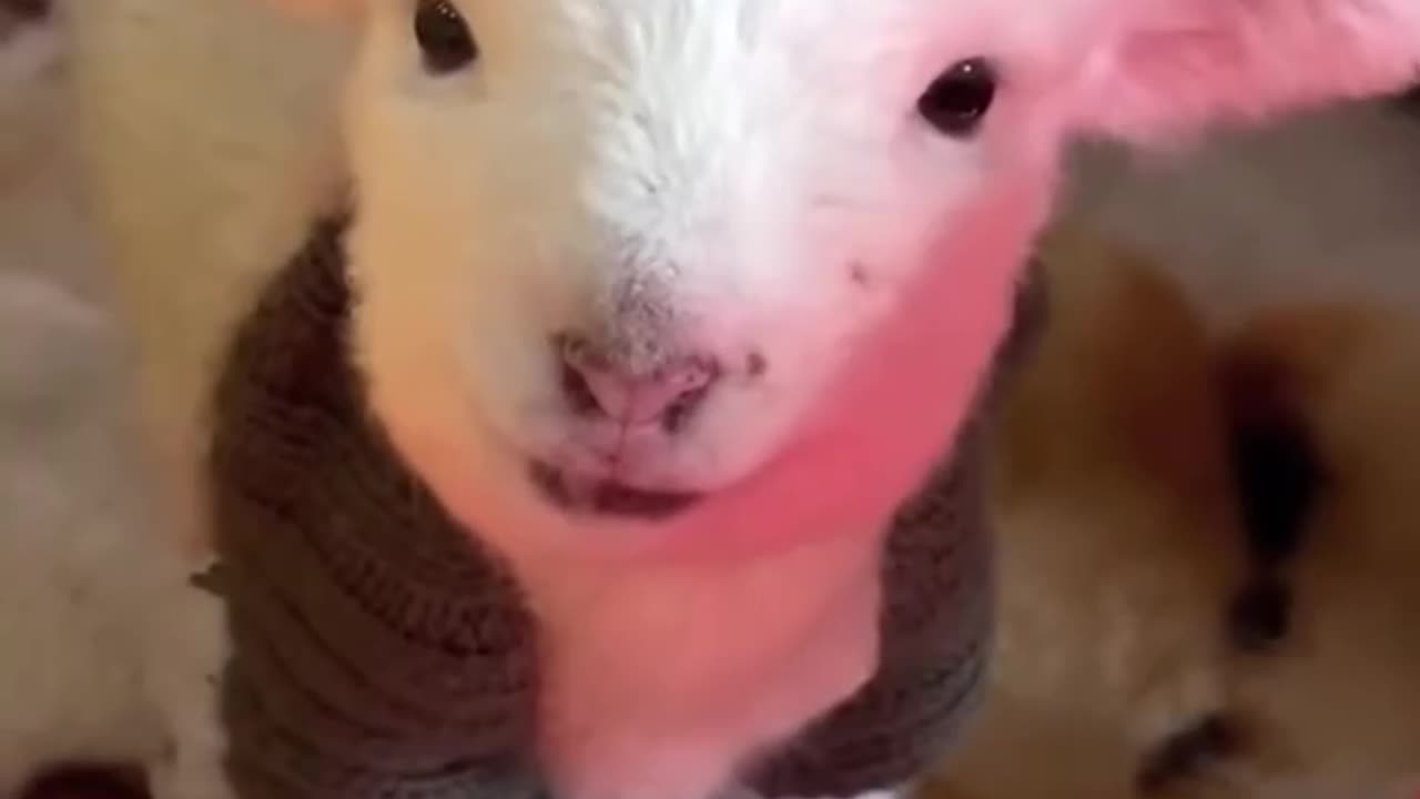 These are so much fun. Enjoy.