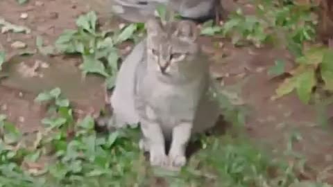The Fierce Cat Musya and Her Kittens