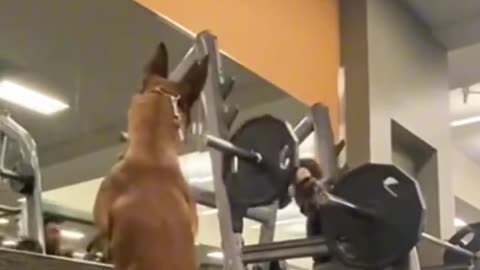 dogs imitating humans hilarious compilation! 🐶😂