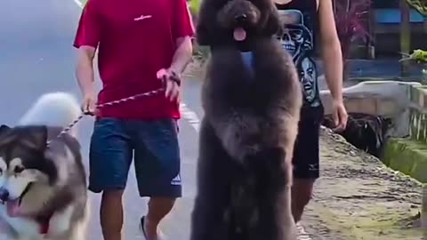 Walking dog