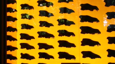 Dire Wolves: An Ice Age Fossil reborn
