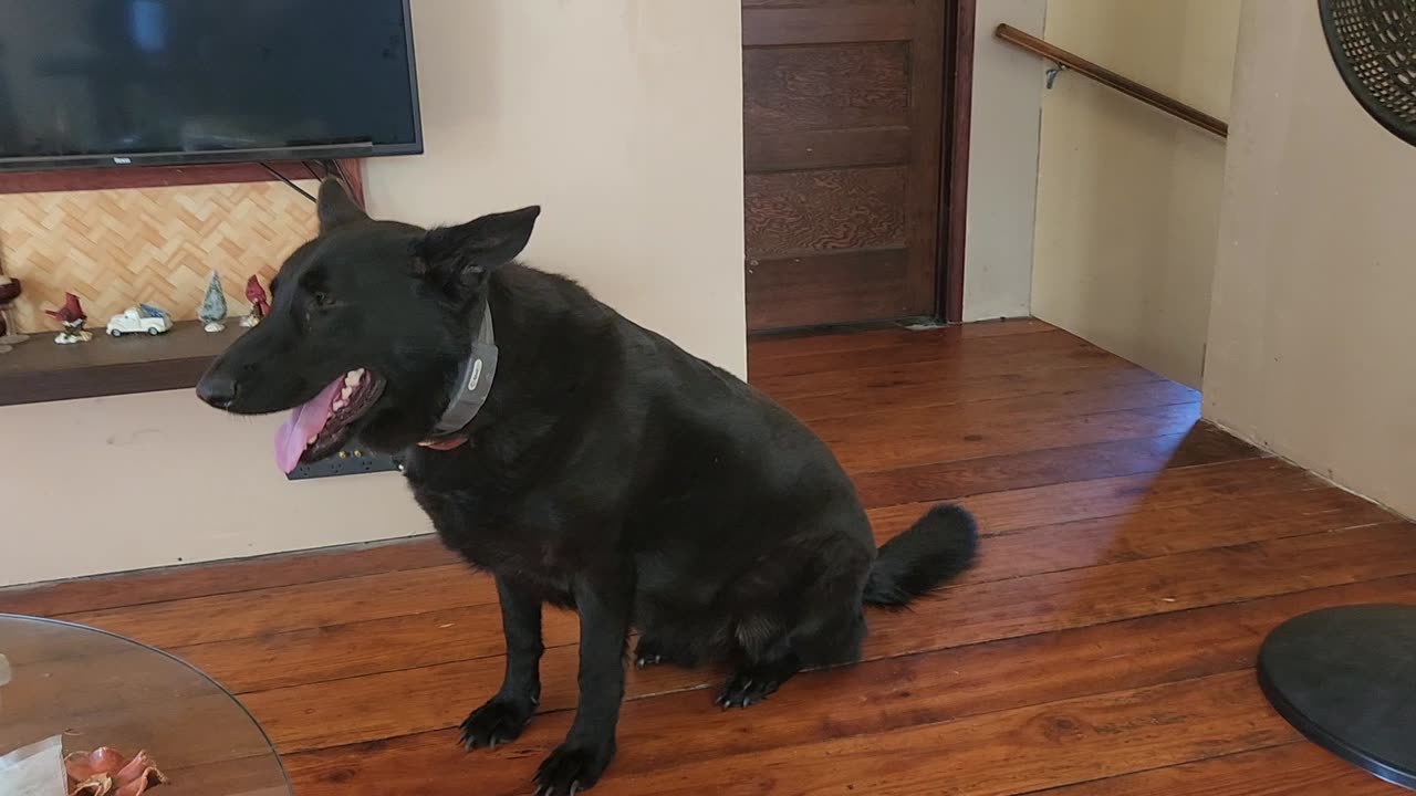 Part one of fuckin with my dog