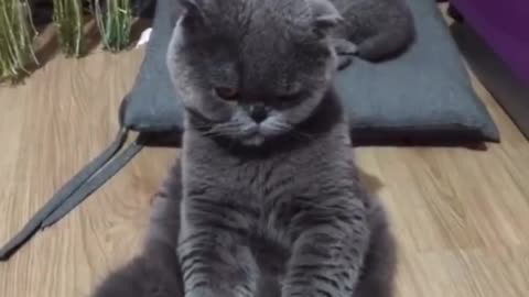 Break time for mama kitty