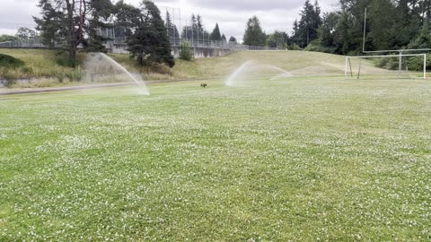 Tokala vs the sprinklers 230982340983