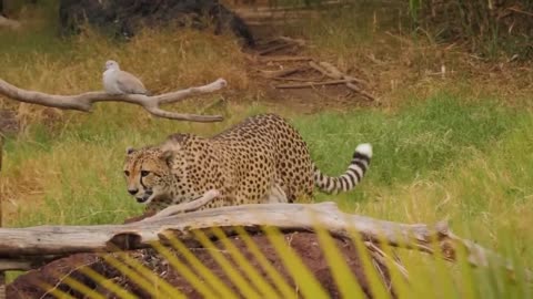 12 Times Hyenas Messed With The Wrong Animals !!