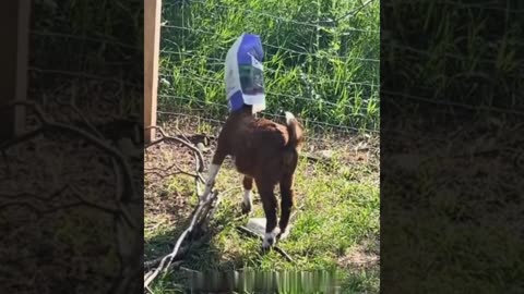 A selection of funny moments with animal #35