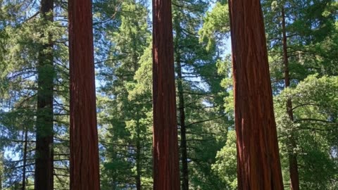 El Poder de la Naturaleza Hechos Asombrosos en 1 Minuto in Spanish