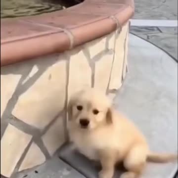 Cute and curious dog 😍🐶