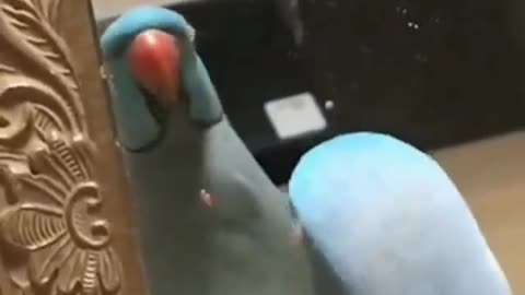 Parrot is kissing itself