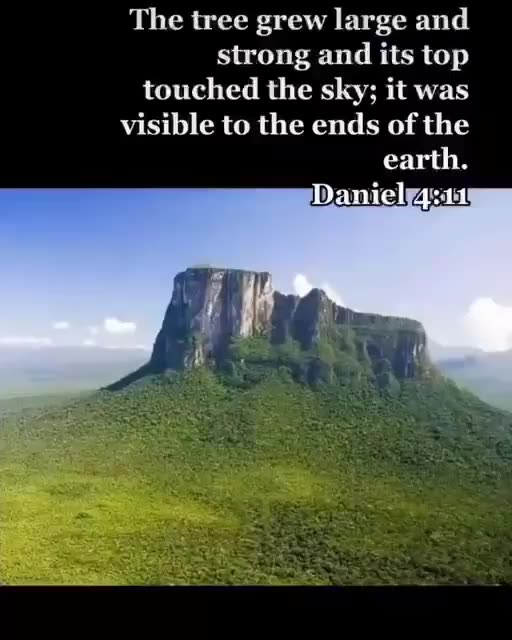 Remains of giant trees