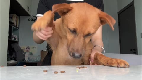 Look at the dog's reluctant expression